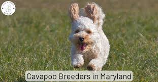 cavapoo breeders in maryland list of