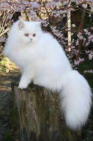 There are always good looking gorgeous pets features in many tv shows and advertisements. 33 White Fluffy Persian Cat Png Cute Siberian Kittens