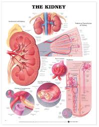 Anatomical Chart Series The Kidney Laminated Poster Teaching Supplies Classroom Safety