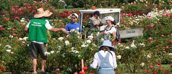 Become A Volunteer At The Rose Garden