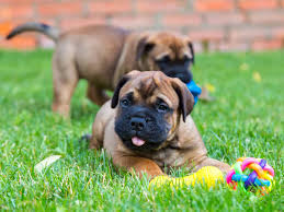 However, free bullmastiff dogs and puppies are a rarity as rescues usually charge a small adoption fee to cover their expenses (usually. Male Vs Female Bullmastiff Which Is Better Bubbly Pet