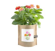 Dwarf Zinnia Thumbelina Grow Kit Gift