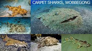 all carpet shark species complete