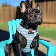 Information every french bulldog owner should know. Handmade Specialty Frenchie Accessories Made Specifically For French Bulldogs Unique Sizing And Health Needs Menu Frenchiestore 0 Collections Lips Roses Puppy Love Unipup The Child Pug Dog Livin La Vida Frenchie Harry Pupper Buffalo Plaid