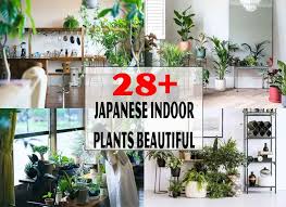 28 Japanese Indoor Plants Beautiful