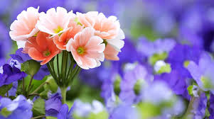 free flower wallpapers top free free