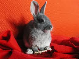 rabbits chew on safe rabbit chew toy