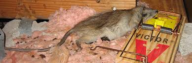 Rats And Homes In Foreclosure