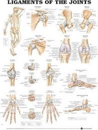 Ligaments Of The Joints Anatomical Chart Anatomical Chart