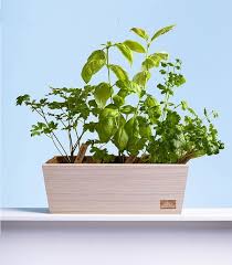 Indoor Herb Garden Kit Gardening Gift