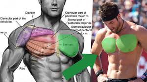 chest for hypertrophy muscle m