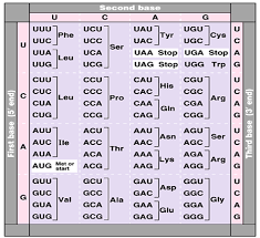 Genetic Code Chart Printable Amino Acid Codon Chart Related