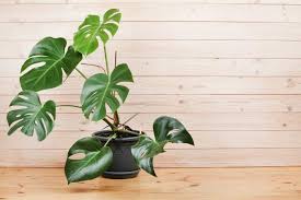 24 Most Common Houseplants With