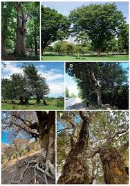 challenges of protecting trees