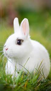 Rabbit Wallpapers for Mobile, Android ...