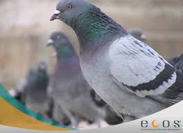 The disease caused by the h5n1 virus is a particularly severe form of pneumonia that leads to viral pneumonia and multiorgan failure in many people who. Pigeon Droppings Cleanup Animal Waste Removal Ecos