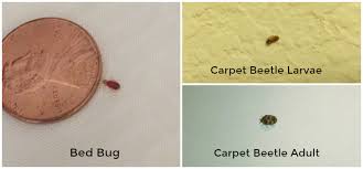 bed bugs and carpet beetles