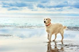 top 13 dog friendly beaches in oregon
