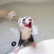 Image result for animals being bathed