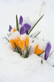 Flowers in the snow~ | Frühling blumen, Frühlingsblumen, Schöne blumen