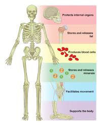 We hope this post inspired you and help you what you are looking for. 6 1 The Functions Of The Skeletal System Anatomy Physiology