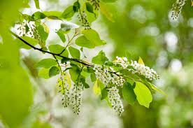 flowering trees and shrubs guide for