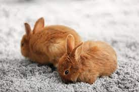 a rabbit from chewing carpet