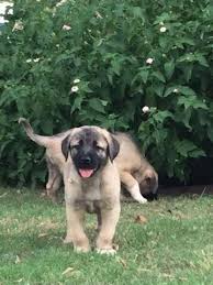 Boz shepherd dogs for sale. Kangal Puppies Pets And Animals For Sale Usa