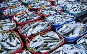 ننشر قائمة أسعار السمك اليوم بسوق العبور الخميس 30-11-2023 للمستهلك - بلد  نيوز
