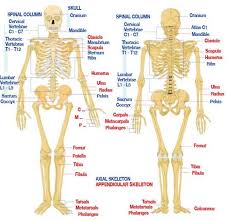 Components And Functions Of Human Anatomy Skeletal System