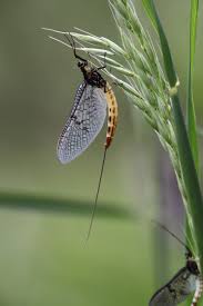 The Mayflys Lifecycle A Fascinating Fleeting Story The
