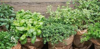 The Basics Of Growing An Herb Garden