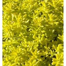 cesicia non fragrant live gold moss sedum planter pet safe 1 piece