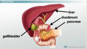 Pancreas, gallbladder and biliary tree. The Gallbladder Liver Function Role In Digestion Video Lesson Transcript Study Com