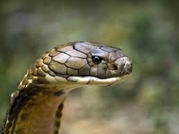 5 facts about the king cobra reptiles
