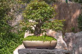 anese maple bonsai