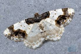 scorched carpet moth david bradley