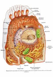 Alquimia estelar y… ¿Protoplasma vivo? : Blog de Emilio Silvera V.