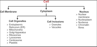 Flow Chart Of Whole Biology Lesson Cell As If We Read It We
