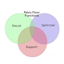 the functions of the pelvic floor