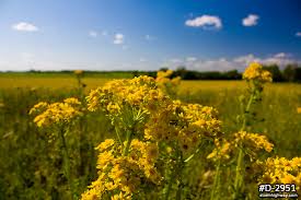 Close Up Of Yellow Illinois Prairie Golden Ragwort Wildflowers