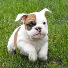 It is our desire to raise healthy bulldogs with excellent temperament and conformation, and to. English Bulldog Breeders Near Me Petfinder