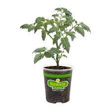 Patio Hybrid Tomato Plant