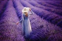 where-does-lavender-grow-texas