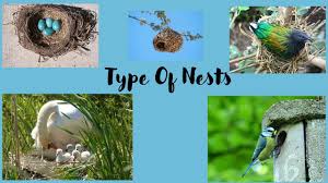 diffe type of nests for kids you