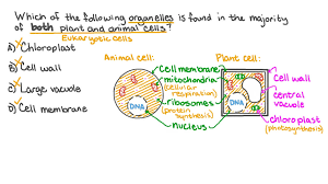 Animal and plant cells have more similarities than differences. Question Video Identifying The Cellular Component That Most Plant Cells And Animal Cells Have In Common Nagwa