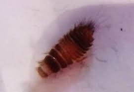carpet beetle infestation in your car