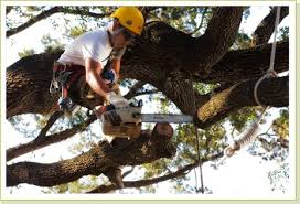 Maybe you would like to learn more about one of these? Pin On Tree Service Atlanta
