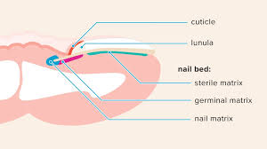 Nail Matrix Anatomy Function Injuries And Disorders