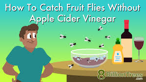 how to catch fruit flies without apple